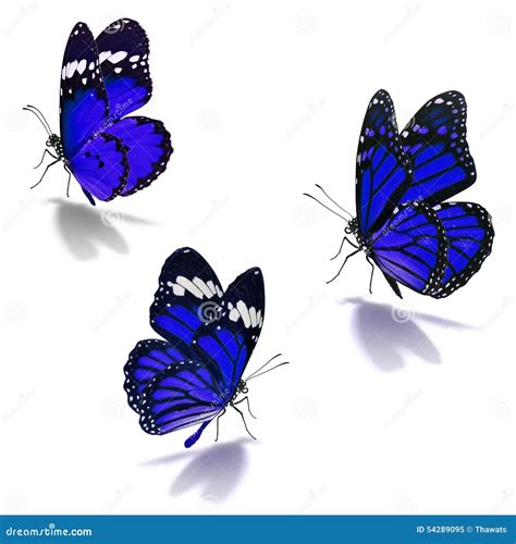 Three Blue Monarch Butterfly Stock Image Image Of Insect Isolated