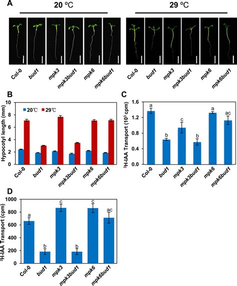 The Mkk7 Mpk6 Cascade Is Involved In Polar Auxin Transport A