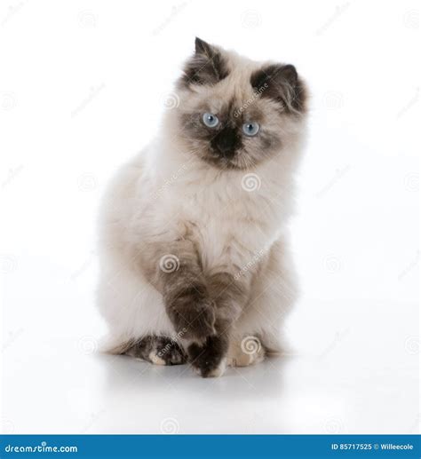 Young Ragdoll Cat Stock Image Image Of Sitting Isolated 85717525