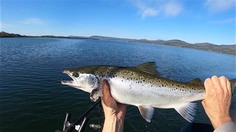 Landlock Salmon Release 5721 Lake Champlain Youtube