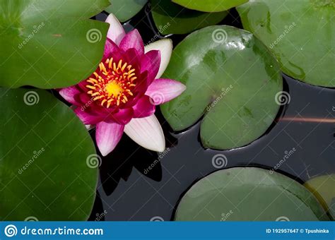 A Pink Water Lily Hides In Green Leaves Close Up Stock Image Image