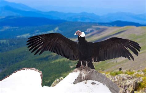 Fakta Unik Andean Condor Burung Terbesar Di Dunia Pemakan Bangkai