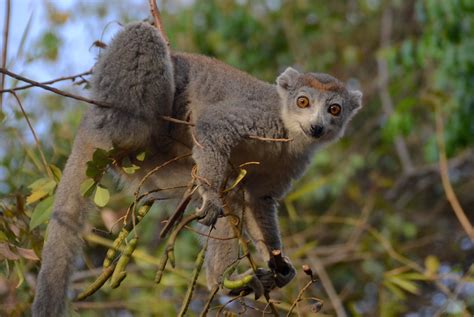 Dsc0185 Crowned Lemur Female Ankarana National Park Oct Flickr