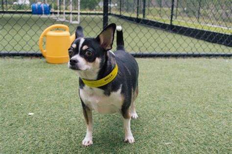 While our pet care is the best in the industry, we know that we must service you as well. Photo Gallery | Dog Boarding Naples, Cape Coral FL | All ...
