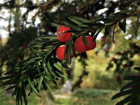 Yew Tree English Yew Taxas Baccata