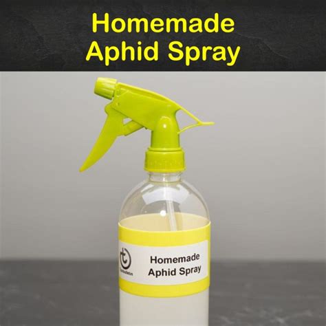 Homemade Aphid Spray Recipe Cart