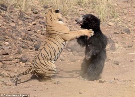 El auténtico Oso Demigrante se enfrenta a un tigre quién ganará