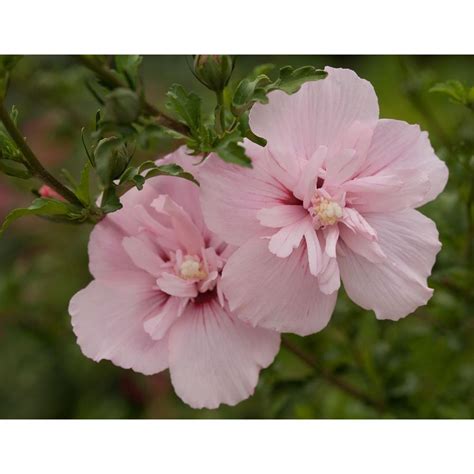 proven winners pink chiffon rose of sharon hibiscus live shrub light pink flowers 3 gal