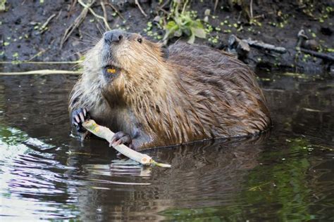 farmer concern as beavers to be reintroduced in england farminguk news