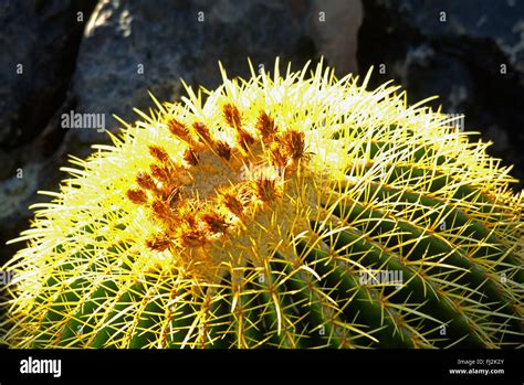 Barrel Cactus Desert Hi Res Stock Photography And Images Alamy