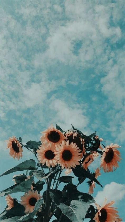 Free Download Flower Aesthetic Sky Flowers Nature Vintage Photography