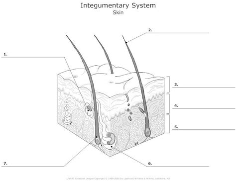 The Integumentary System Diagram Quizlet