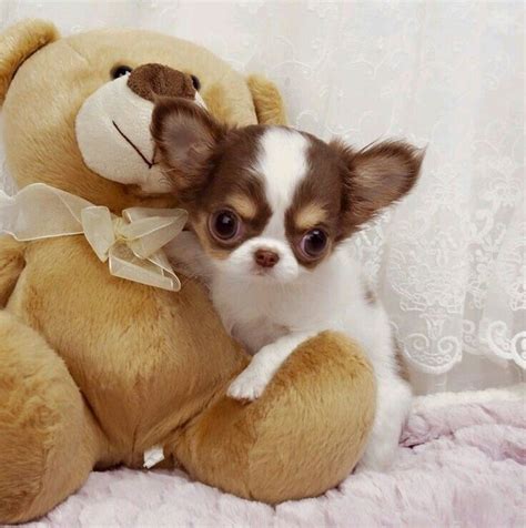 Pin By Zoe Bitsch On Pets Teacup Chihuahua Puppies Chihuahua Puppies