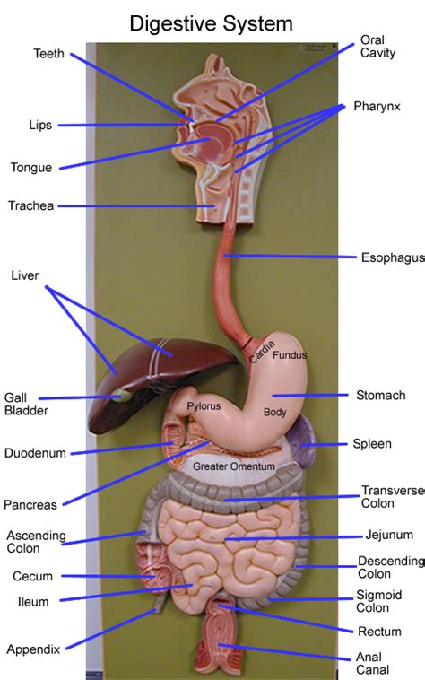 Pin By Christina Baires On 人体 Human Digestive System Medical Anatomy
