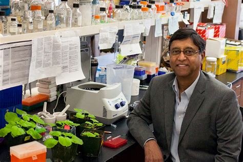 Artificial Intelligence Can Help Fight Viral Diseases In Plants Wsu