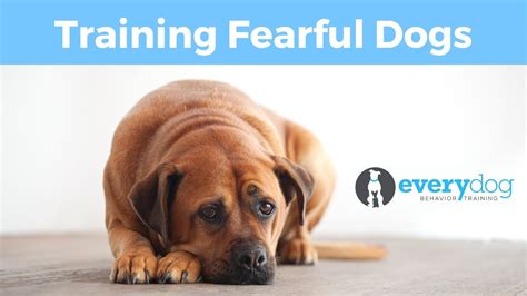 Fearful Dogs How To Train And Build Confidence And What Not To Do