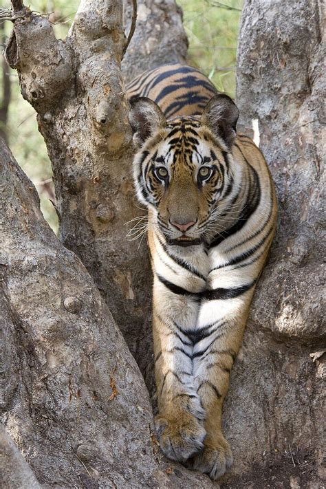 Indian Tiger Bengal Tiger Panthera License Image