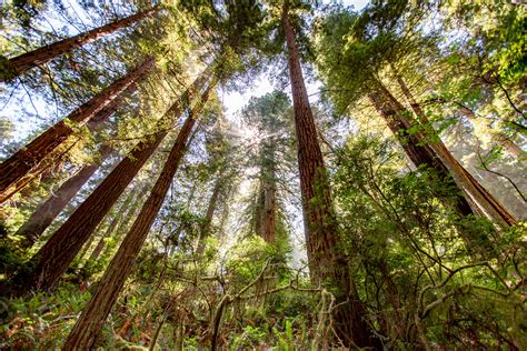 15 Stunning Things To Do In Redwood National Park 2022