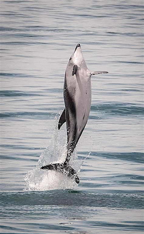 Dusky Dolphin Launch Kaikoura South Islkand Nz Dusky Dolphin