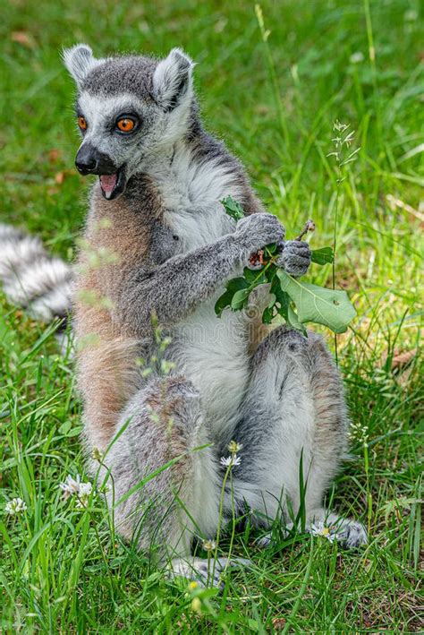 Funny Madagascar Lemur At Smooth Background At Open Area Stock Image
