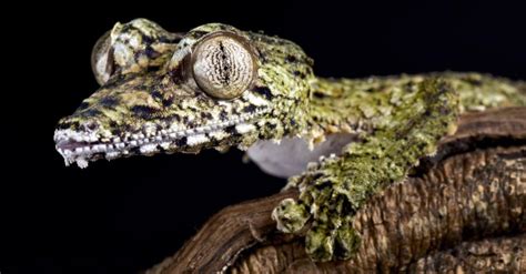 Leaf Tailed Gecko Animal Facts Az Animals