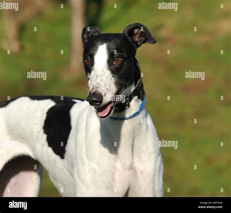 Black And White Greyhound High Resolution Stock Photography And Images