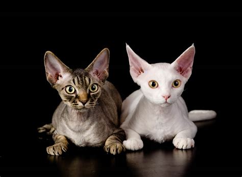 9 Low Shed Cat Breeds Cat World