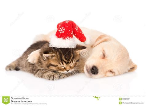 Golden Retriever Puppy Dog And British Cat With Santa Hat