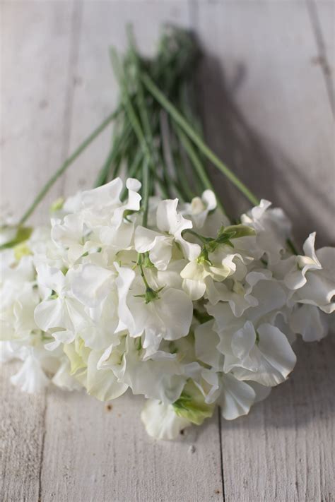 Sweet Pea White Supreme Floret Flowers