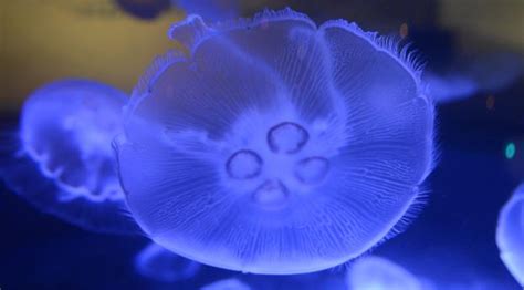 3840x2160 Resolution Jellyfish Underwater World Close Up 4k Wallpaper