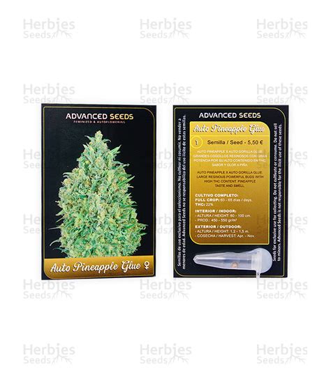Auto Pineapple Glue Feminized Seeds For Sale Information And Reviews Herbies Seeds