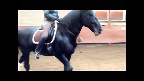 Black Lipizzaner Stallion Siglavy Capriola Training Youtube