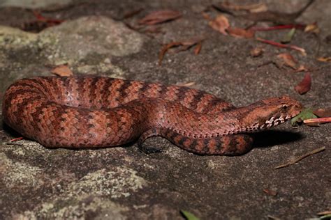 Australian Red Common Death Adder A Antarcticus Rherpetology