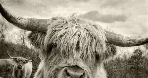 Dan Routh Photography Scottish Highland Cattle Beasts