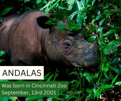 Sumatran Rhino Sanctuary Srs Yayasan Badak Indonesia