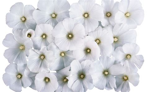 X Resolution White Petal Flower Lot Hd Wallpaper Wallpaper