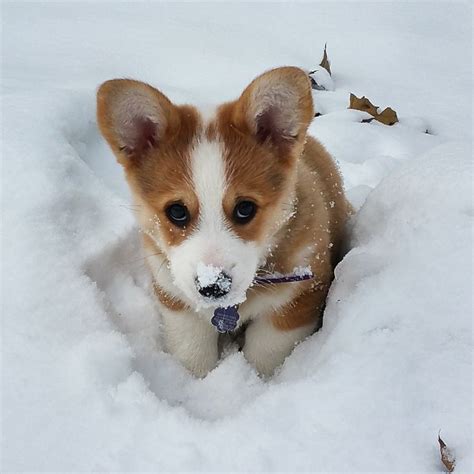 17 Best Images About Corgis In The Snow On Pinterest