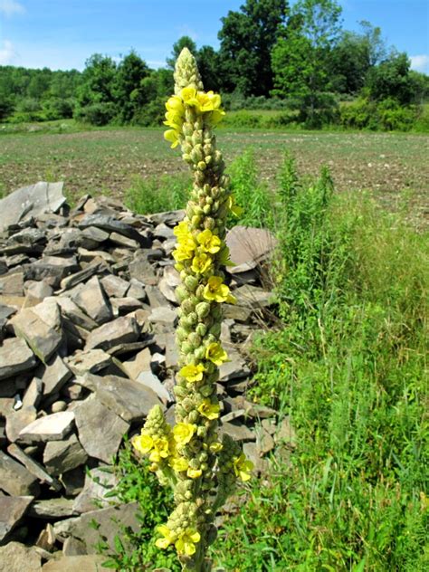 She loved roses and her favorite kind were long stemmed yellow. The Joyce Road Neighborhood: Wildflowers - Mullein