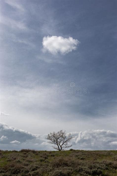 A Tree Beneath A Blue Sky With An Cloud Stock Image Image Of Beauty