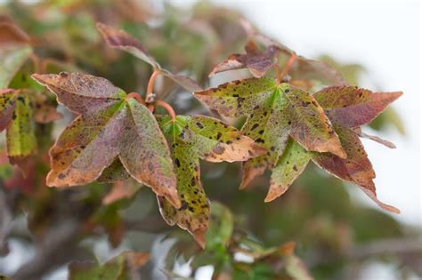 Do you have any suggestions as to how we can keep these guys from killing our tree? How to tell when something is wrong with your bonsai ...