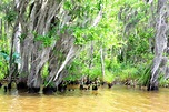 Louisiana: Honey Island Swamp Tour | StephC