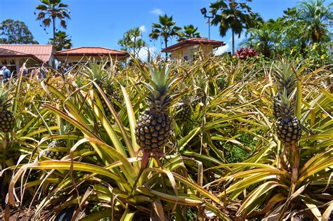The Different Methods Used To Plant And Grow Pineapples On A Pineapple