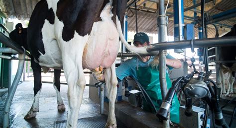 el sector lácteo estima crecimiento para 2022 femeleche