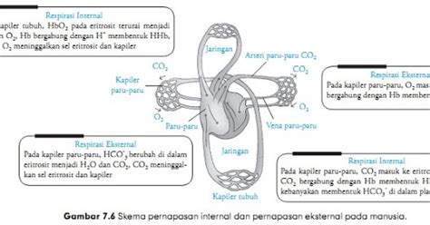 Adanya alveolus memungkinkan terjadinya perluasan daerah permukaan yang berperan penting dalam pertukaran gas o2 dari udara bebas ke. Mekanisme pertukaran gas oksigen dan karbondioksida