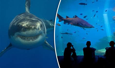 Great White Sharks Cannot Survive In Captivity At An Aquarium Travel