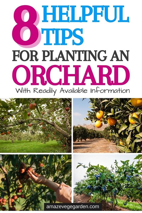 8 Helpful Tips For Planting An Orchard In 2021 Plants Orchard Garden