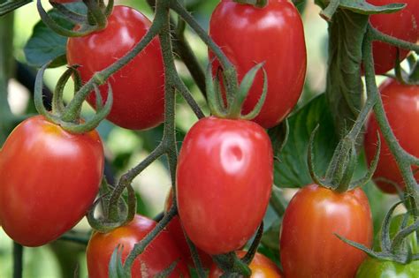 Sonstige Super Sweet And Productive Ambrosia Red Cherry Tomato Garten