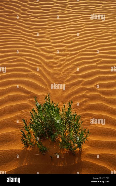 Plant Growing In Desert Landscape Saudi Arabia Stock Photo Alamy