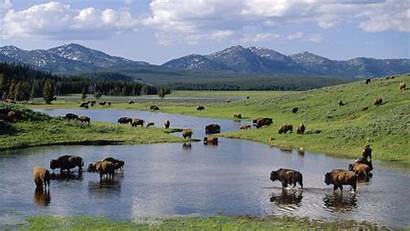 Yellowstone National Park Bison Wallpapers American Wyoming