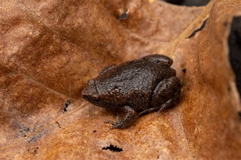 Frogs And Toads Of South Carolina South Carolina Partners In